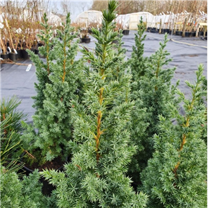 Juniperus chinensis Obelisk