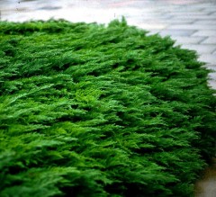 Juniperus sabina Tamariscifolia