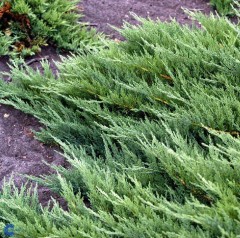 Juniperus sabina Tamariscifolia