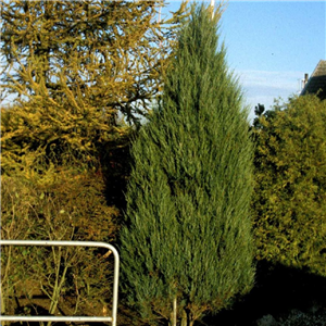 Juniperus scopulorum Skyrocket