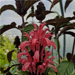 Justicia carnea pink dark leaf form