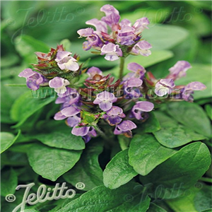 Prunella grandiflora Light Blue