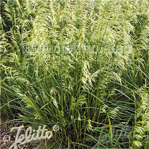 Deschampsia cespitosa Pixie Fountain