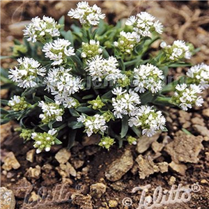 Lychnis alpina Snow Flurry