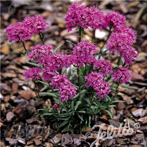 Lychnis alpina Lely Deep Rose