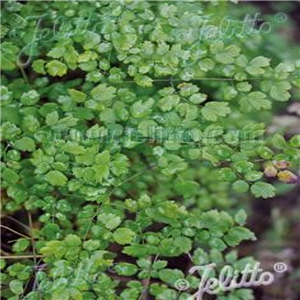 Thalictrum alpinum