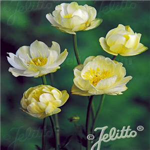 Trollius cultorum New Moon