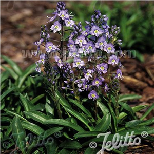 Veronica gentianoides Little Blues