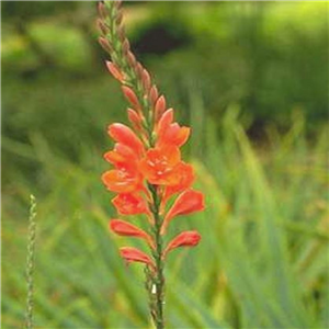 Watsonia wilmaniae