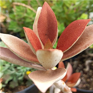 Kalanchoe orgyalis