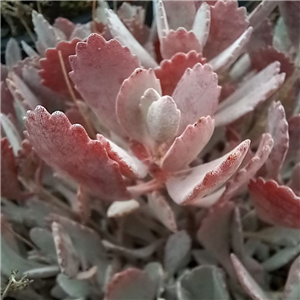 Kalanchoe pumila