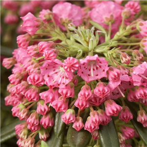 Evergreen low growing shrubs with large clusters of small flowers. Full sun.