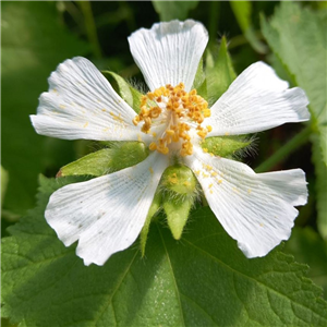 Kitabelia vitifolia