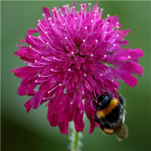 Knautia macedonica Melton Pastels