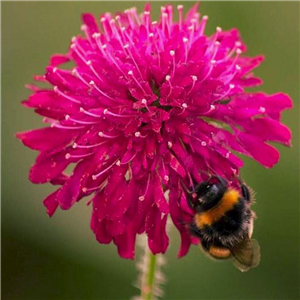 Knautia macedonica Red Knight 3 For £15