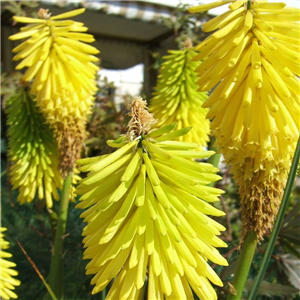 Kniphofia Bees Lemon