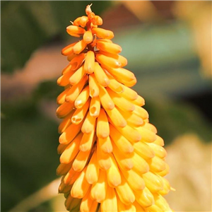 Kniphofia Fiery Fred