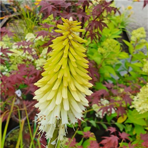 Kniphofia Green Jade