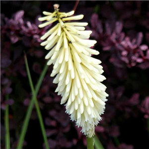 Kniphofia Ice Queen