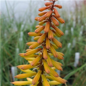 Kniphofia Moonstone