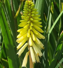 Kniphofia Poco Citron