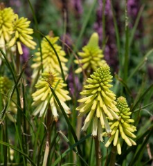 Kniphofia Poco Citron