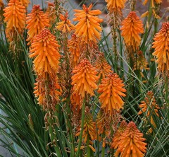 Kniphofia Poco Orange