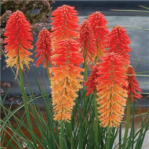 Kniphofia Poco Sunset