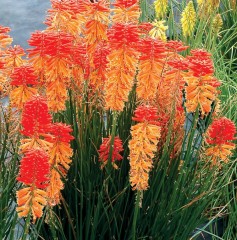 Kniphofia Poco Sunset