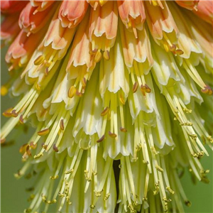 Kniphofia Tawny King