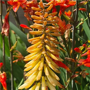 Kniphofia Toffee Nosed