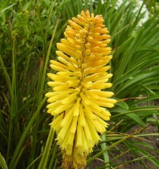 Kniphofia Wrexham Buttercup