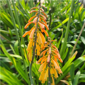 Kniphofia thompsonii ssp. thompsonii