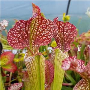 Sarracenia leucophylla L 02 red and white MK