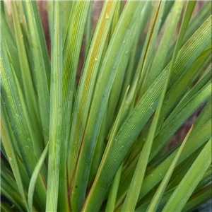 Libertia ixiodes Gold Stripe