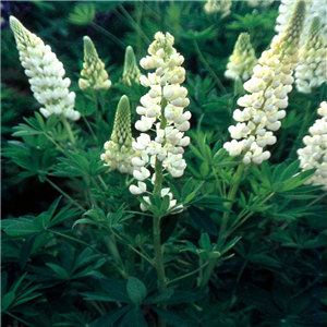 creamy-white spires of flowers in large groups during May and June