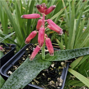 Lachenalia rubida