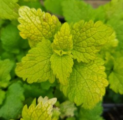 Lamium maculatum Aureum