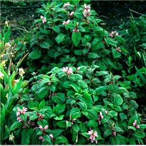 Lamium orvala