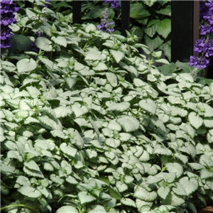 Lamium maculatum White Nancy