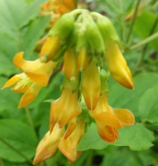 Lathyrus aureus