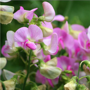 Lathyrus latifolius Pink Pearl