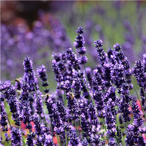 Lavandula angustifolia 6 pack