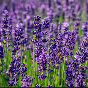 Lavandula angustifolia