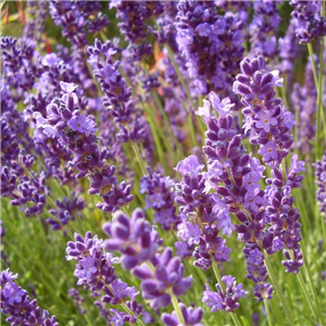 Lavandula angustifolia Dwarf Blue