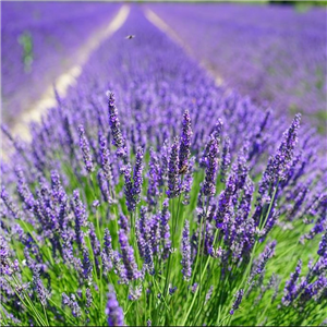 Lavandula x intermedia Grosso