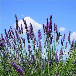 Lavandula angustifolia Blue Spear