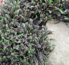 Leptinella squalida Platts Black