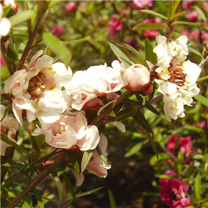 Leptospermum scoparium Appleblossom