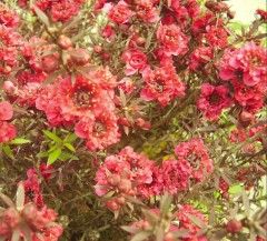 Leptospermum scoparium Red Damask